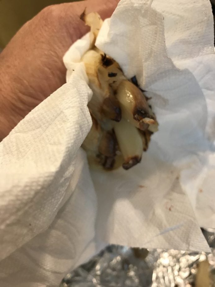 Hand using paper towels to squeeze out roasted garlic cloves. 