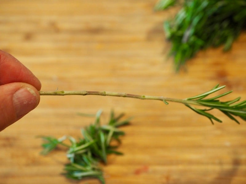 woody stem mostly stripped of rosemary pieces.