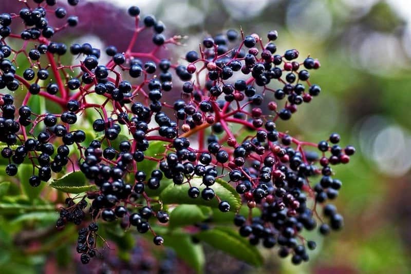Photo of elderberries on bush original photo by Mommypotamus.