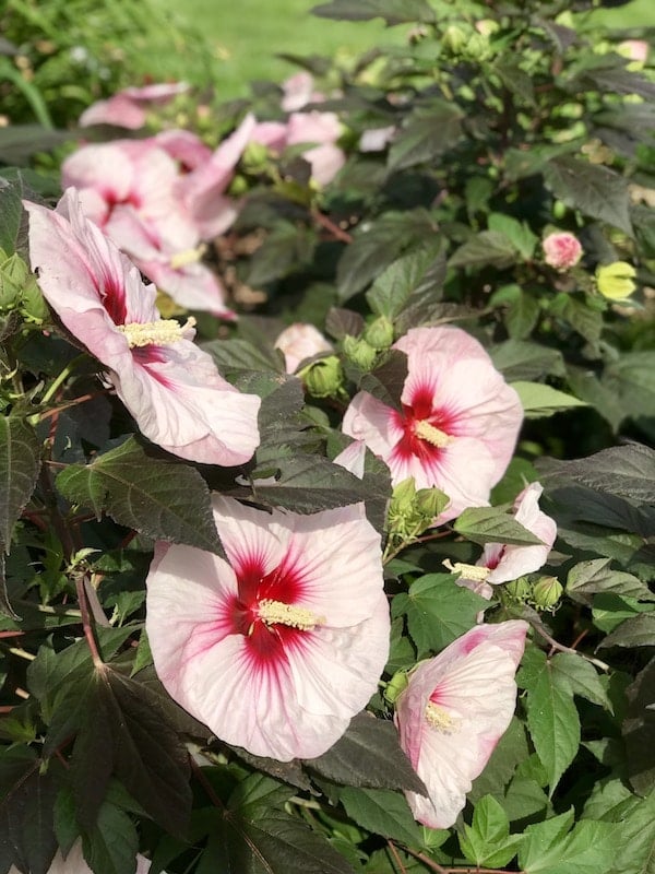 A flowering hibiscus plant.  