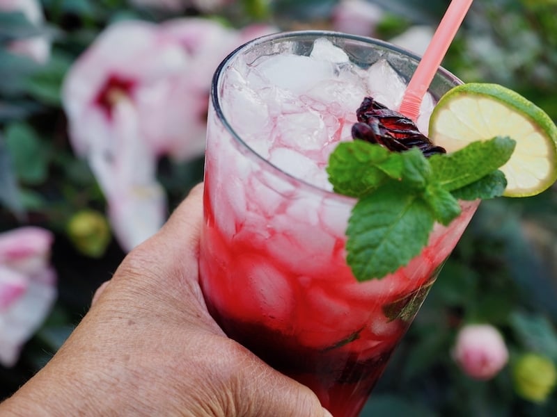 Hand holding glass with Hibiscus Mojito in front of Hibiscus flowering bush in background