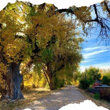 large cottonwood trees on a trail with a farmhouse in the distance.