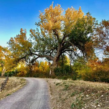 image of dirt trail, with split rail fence on left. Giant Cottonwood tree turning golden in autumn