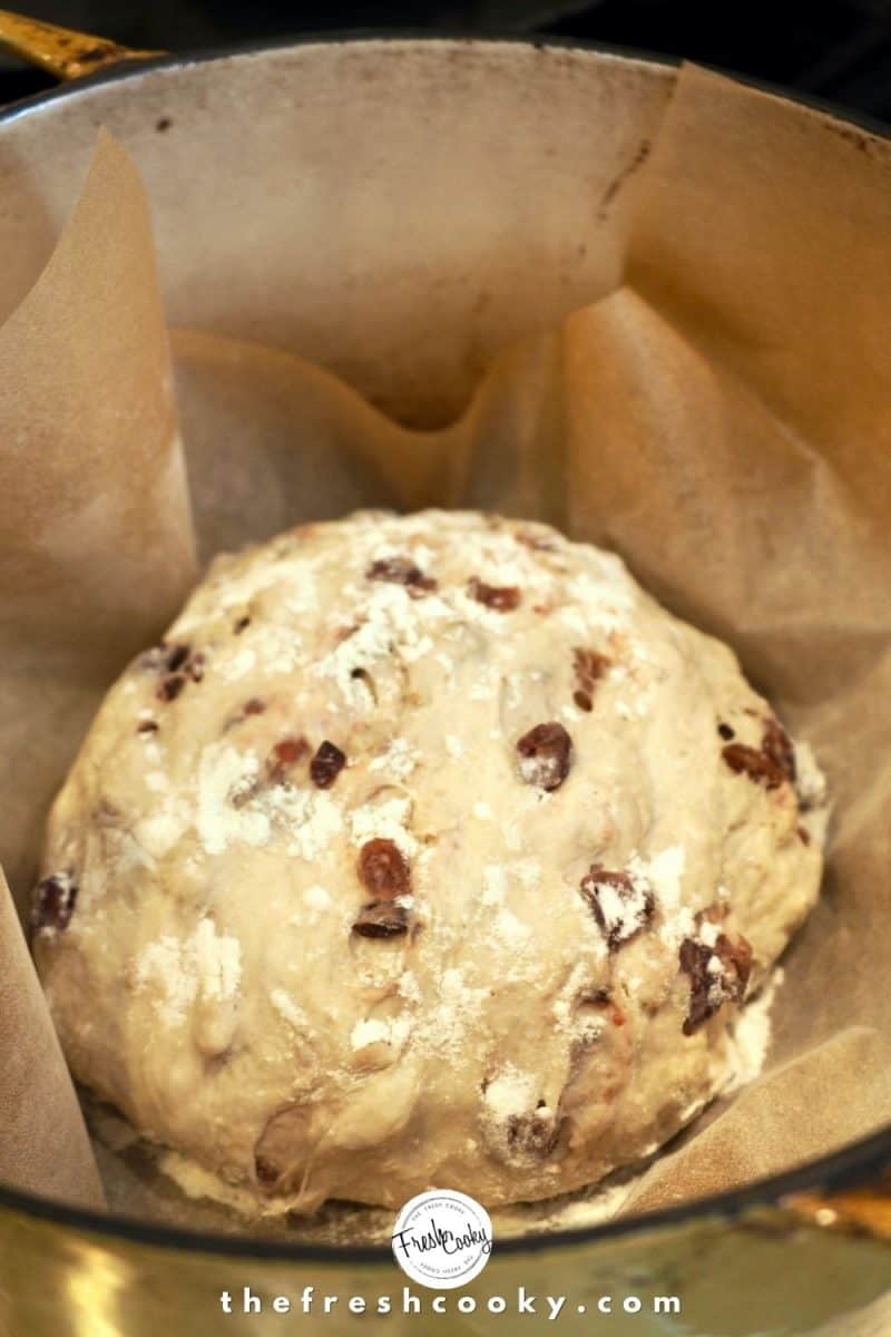 cranberry dough bread nestled in dutch oven ready for baking, parchment paper surrounding it.