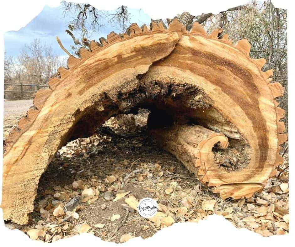 image of a gnarled potion of a giant downed tree trunk