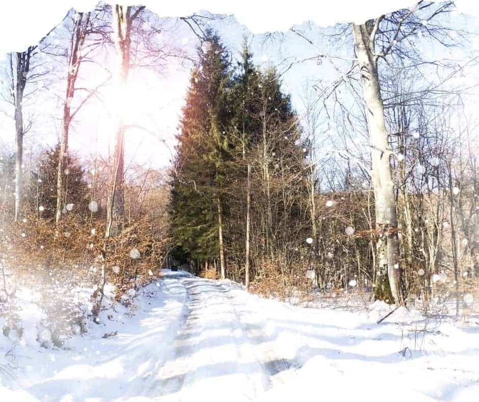 snow winter trail with trees and sunshine