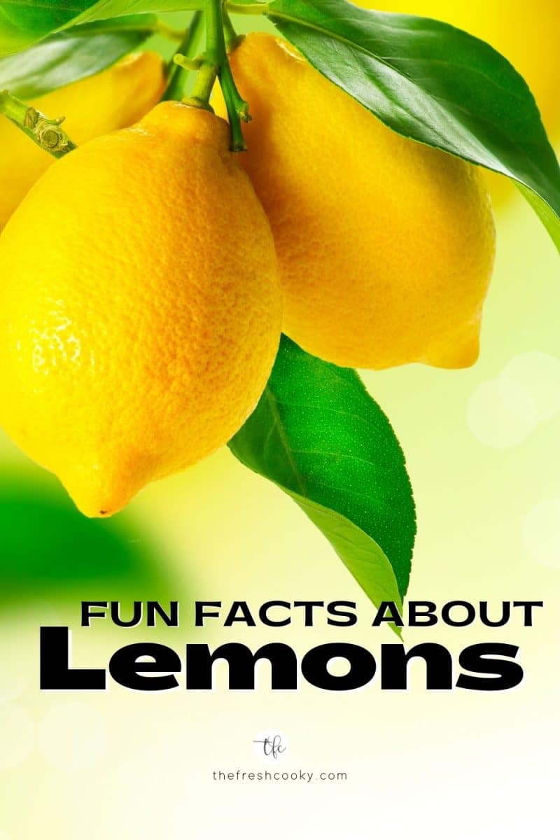 Pin for Fun Facts about Lemons with image of a clump of lemons on a lemon tree with bright green leaves.