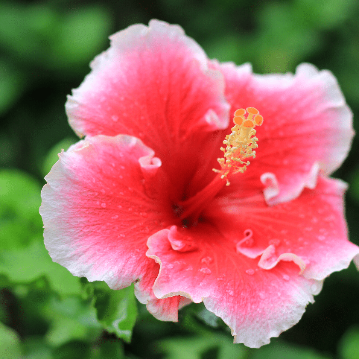 Dark and light pink hibiscus flower on the plant.