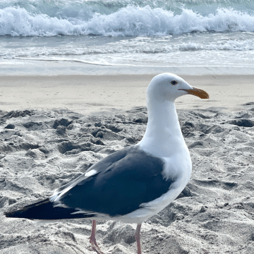 Seagull on the beach!