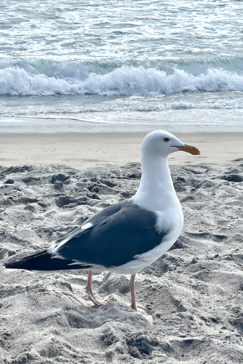 Seagull on the beach!
