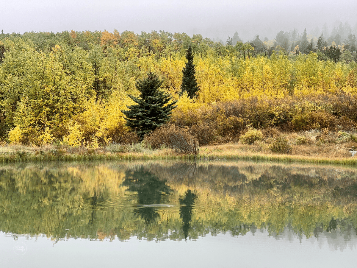 Fall in Colorado on a pond.