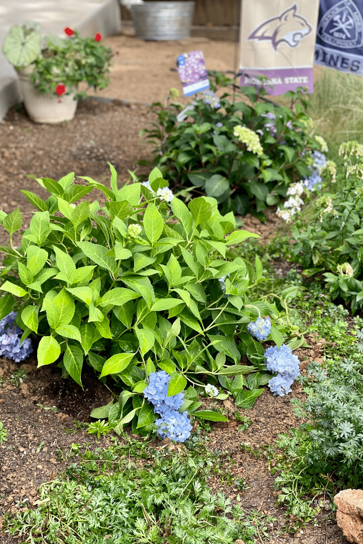 hardy hydrangeas planted in garden.