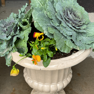 Flowering kale in urn with some fall colored pansies.