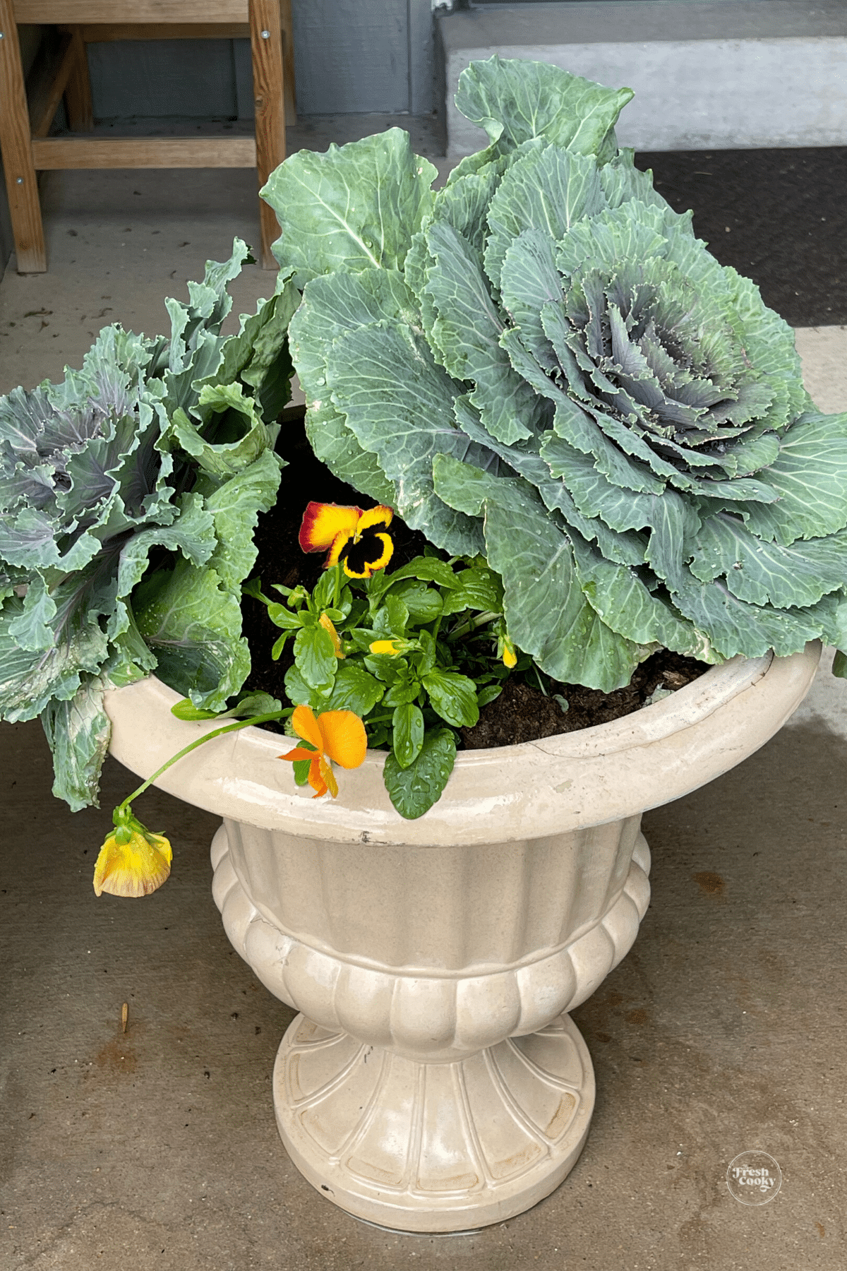 Flowering kale in urn with some fall colored pansies.