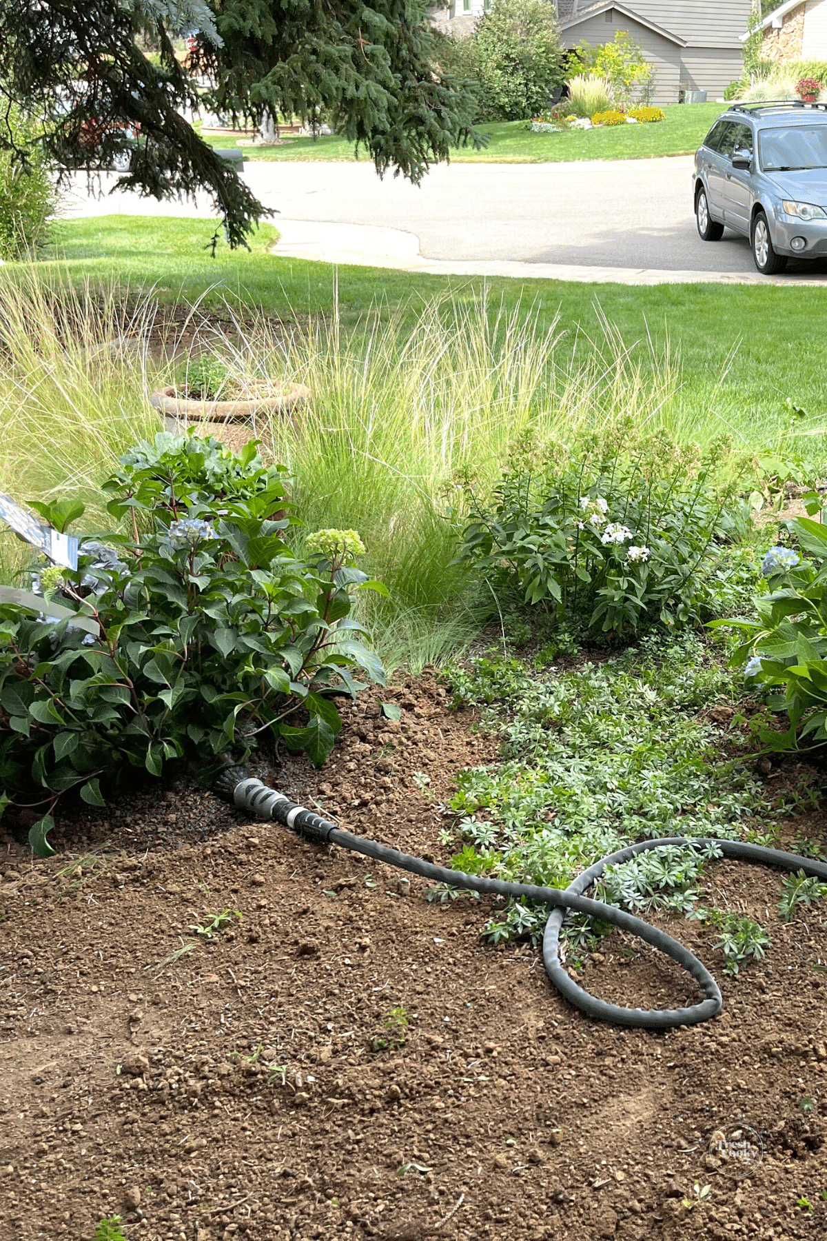 Slowly watering hydrangea in garden. 