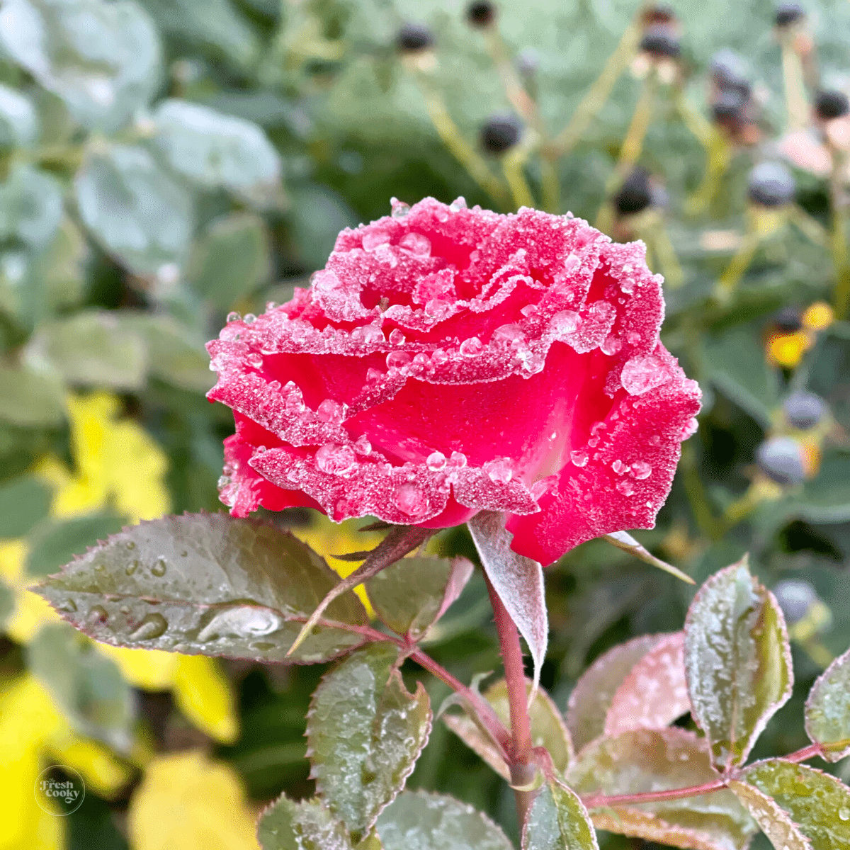 Icy rose in garden.