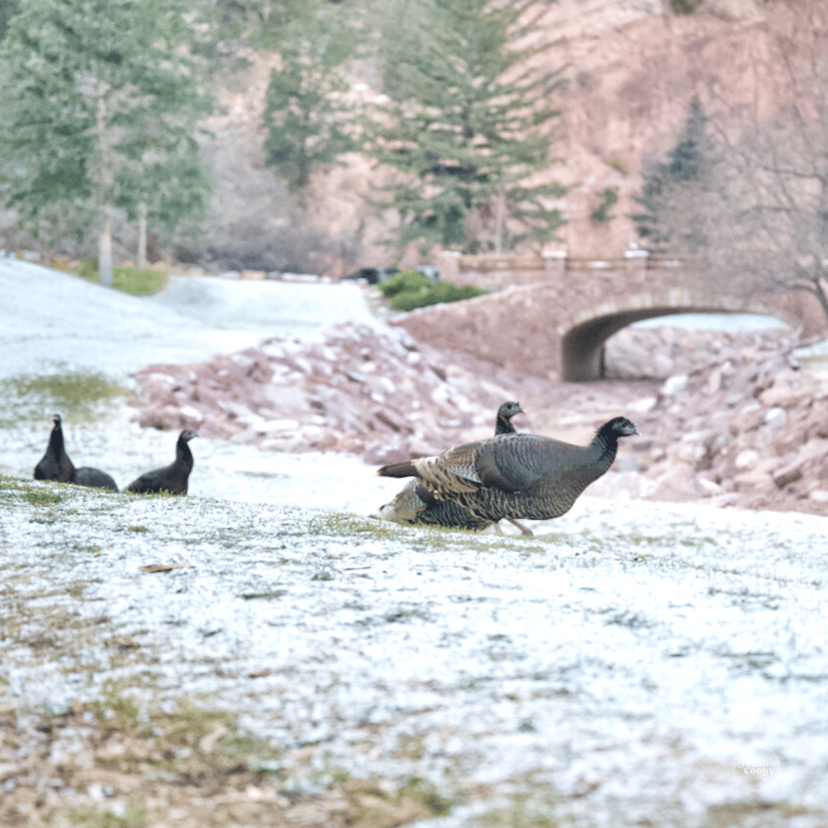 Wild Turkeys roaming the grounds at Glen Eyrie.