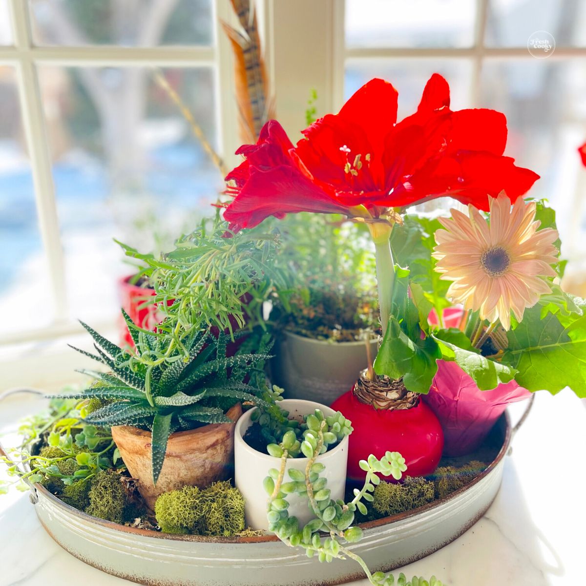 Winter herb and flower vignette.