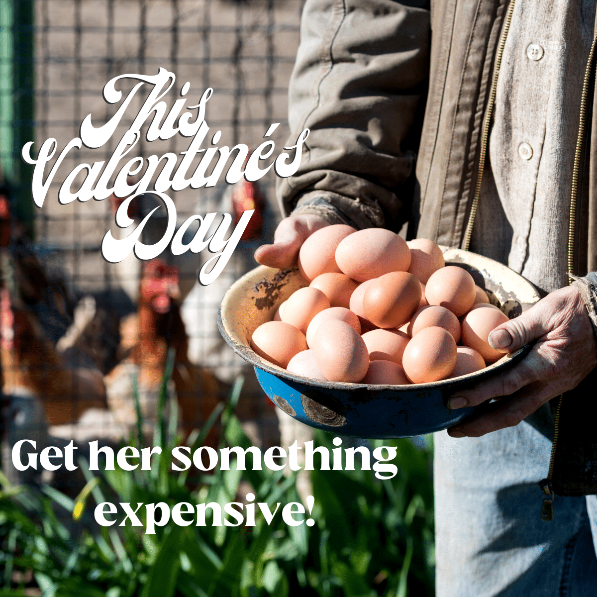 Funny meme with man holding bowl of eggs, This Valentine's day get her something expensive.