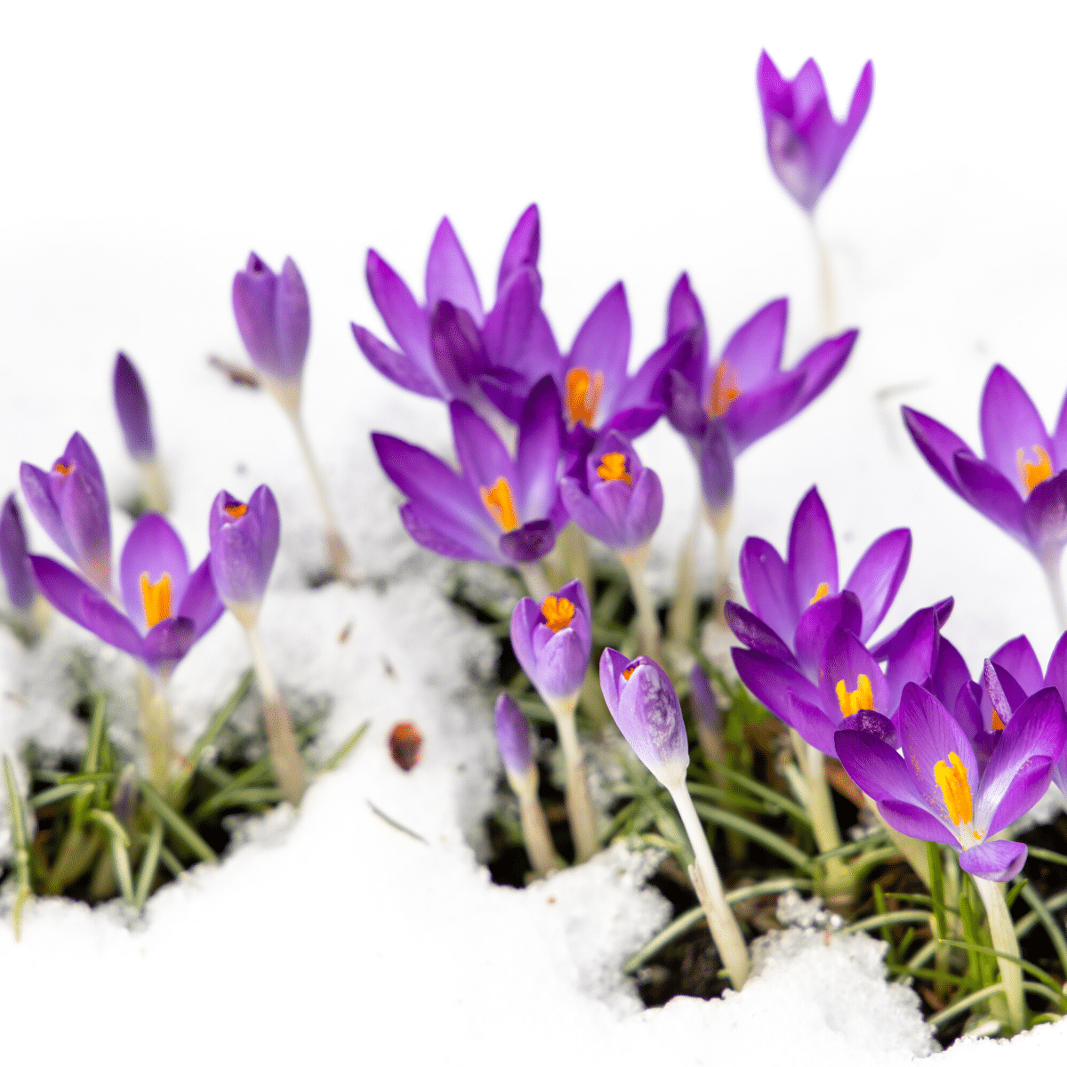 Crocus in fresh snow.