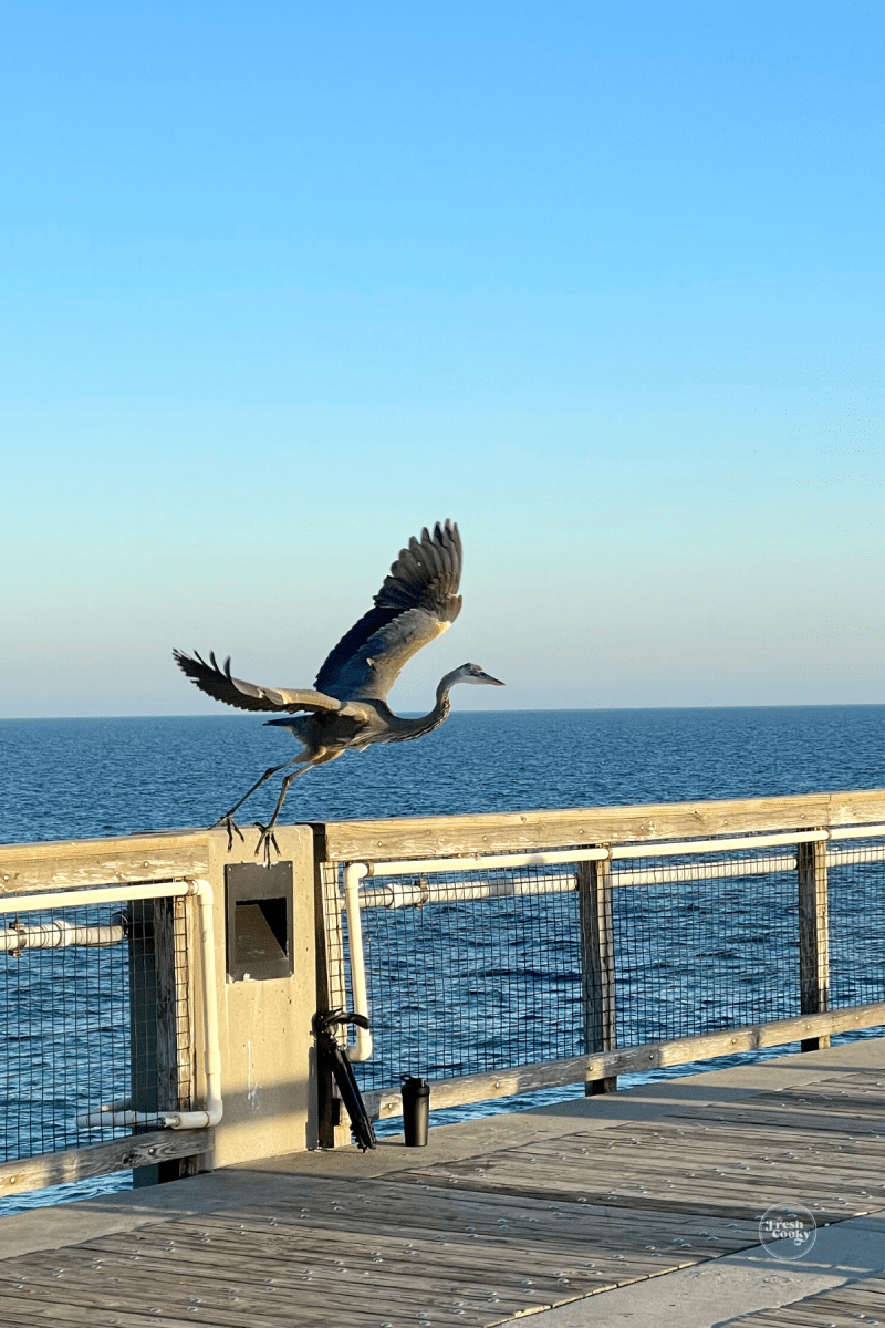 The local celebrity of the Navarre pier. 