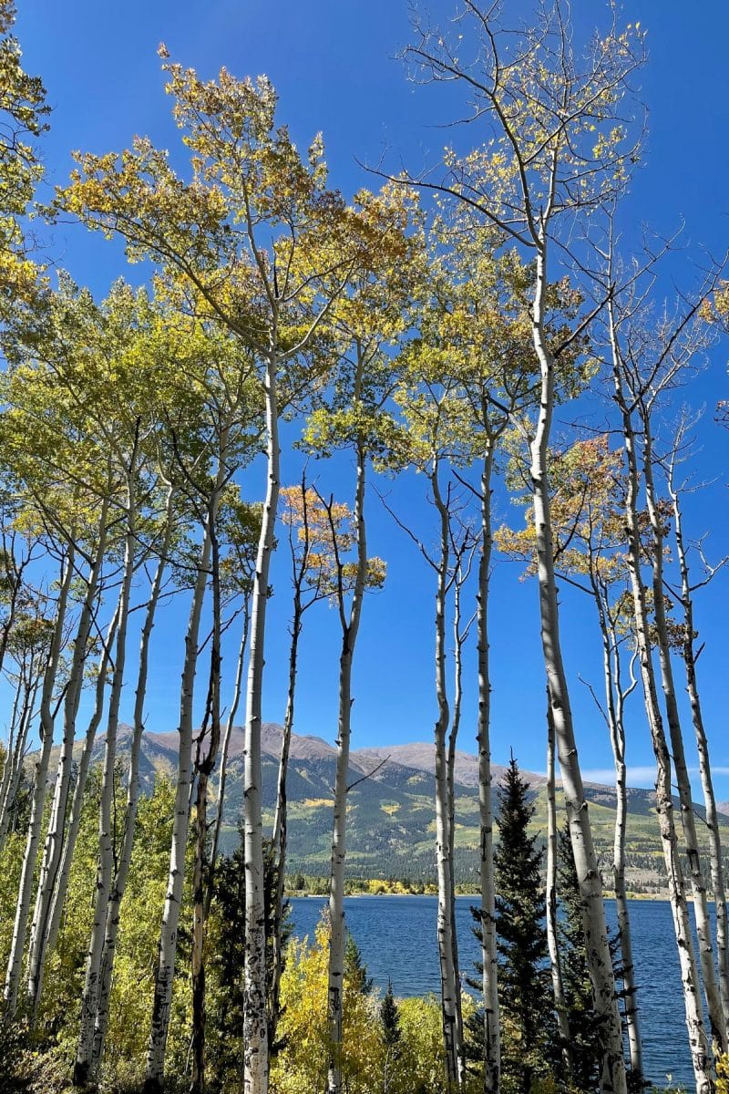 Beautiful blue skies and aspen trees changing. 