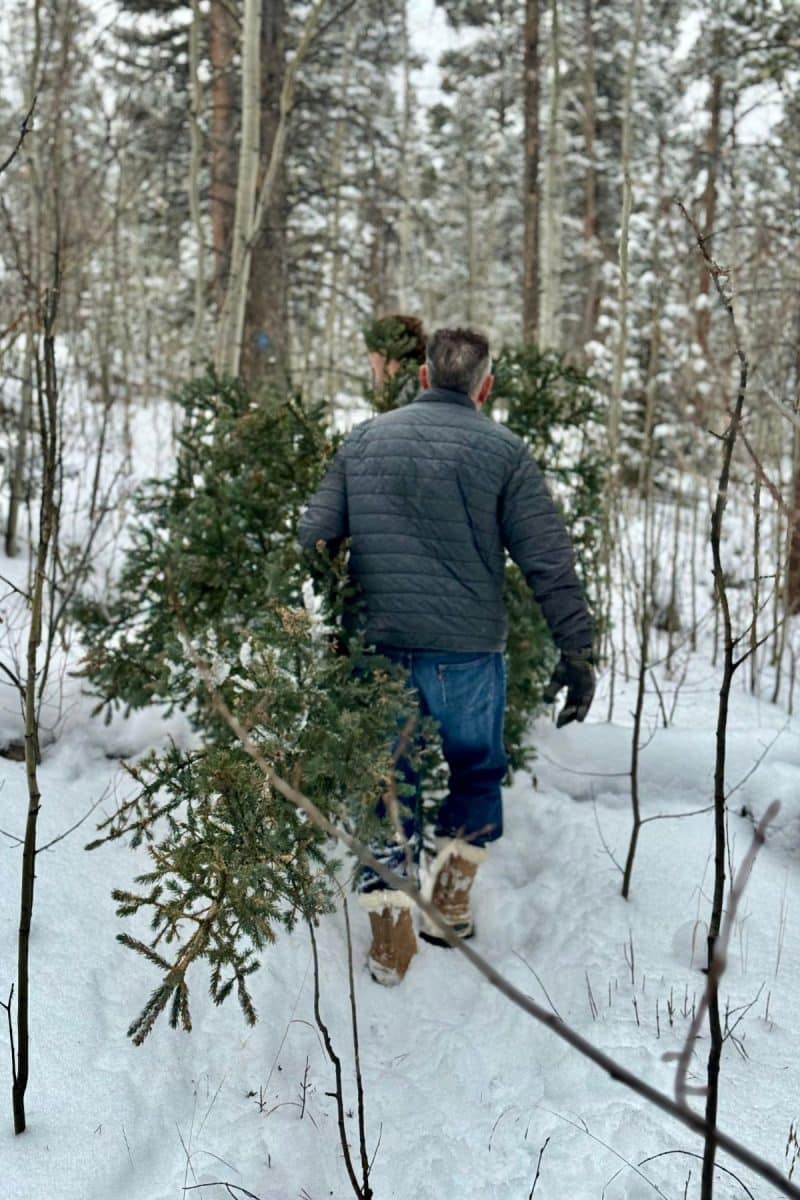 Walking through the woods with a Christmas tree.