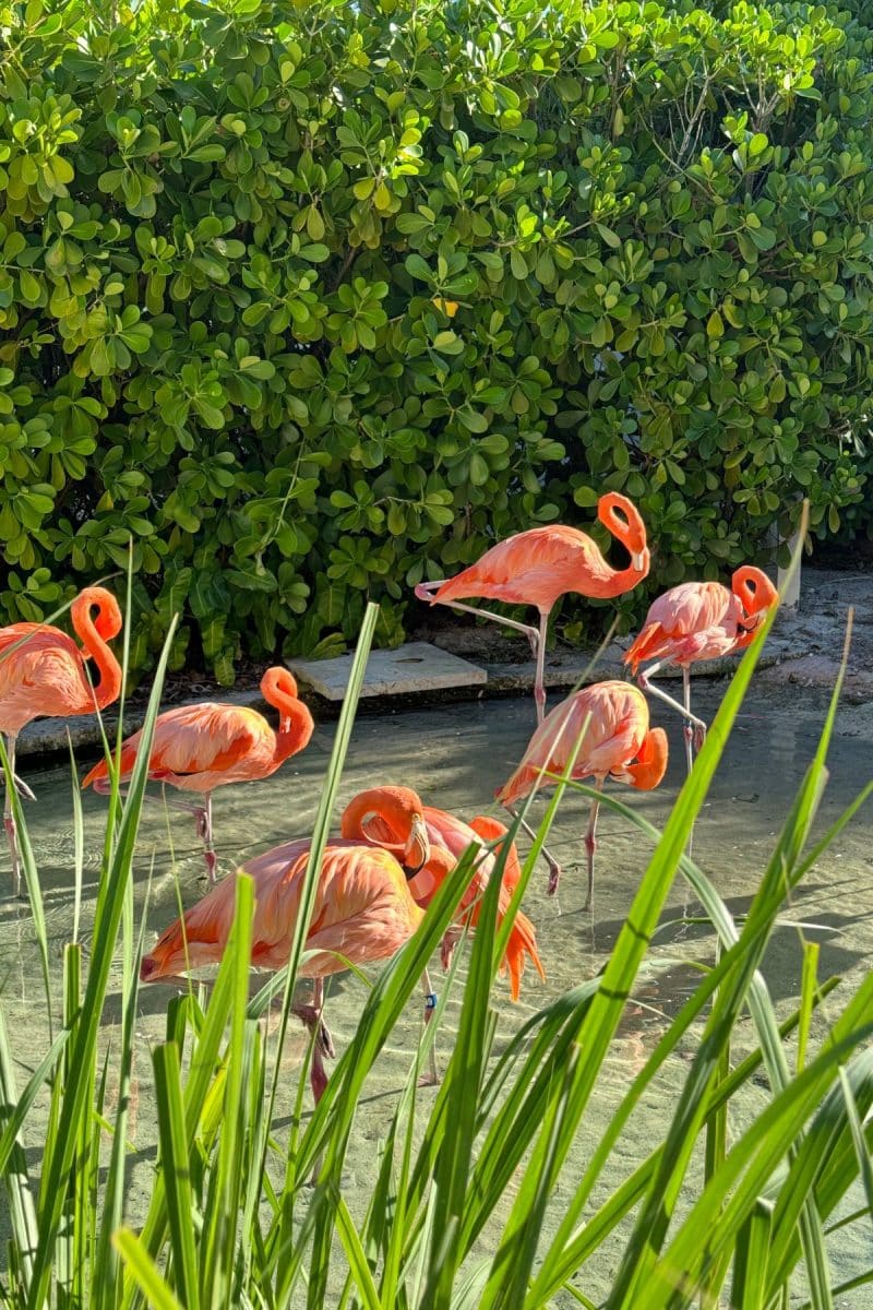 Beautiful pink flamingos on the property. 