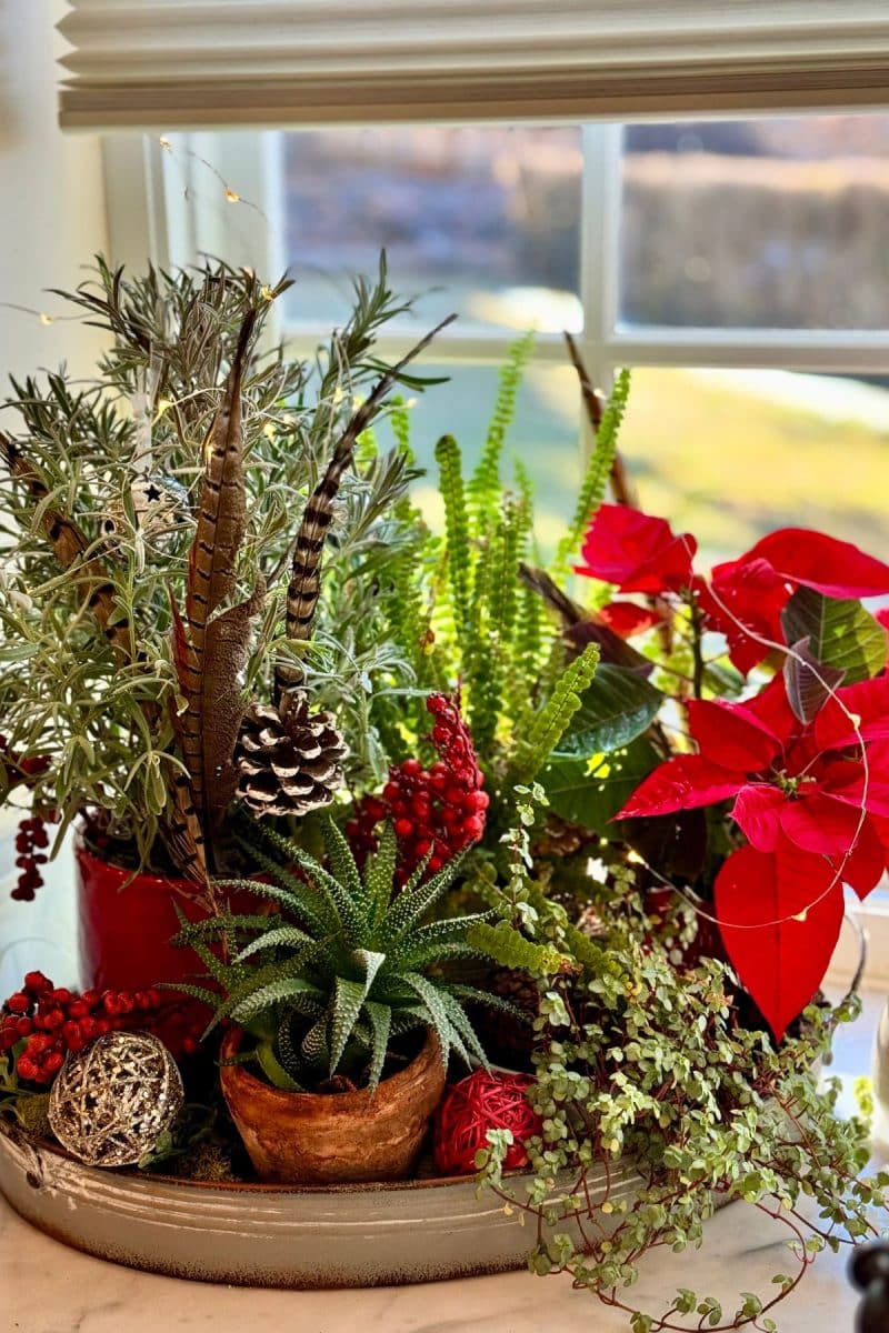 Planter vignette for Christmas with succulents, ferns, lavender, and a poinsettia. 