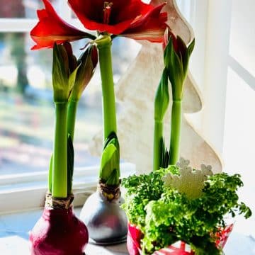 Blooming waxed amaryllis flowers and snow fern.
