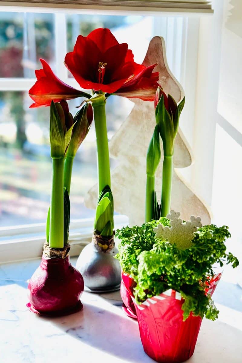 Blooming waxed amaryllis flowers and snow fern. 