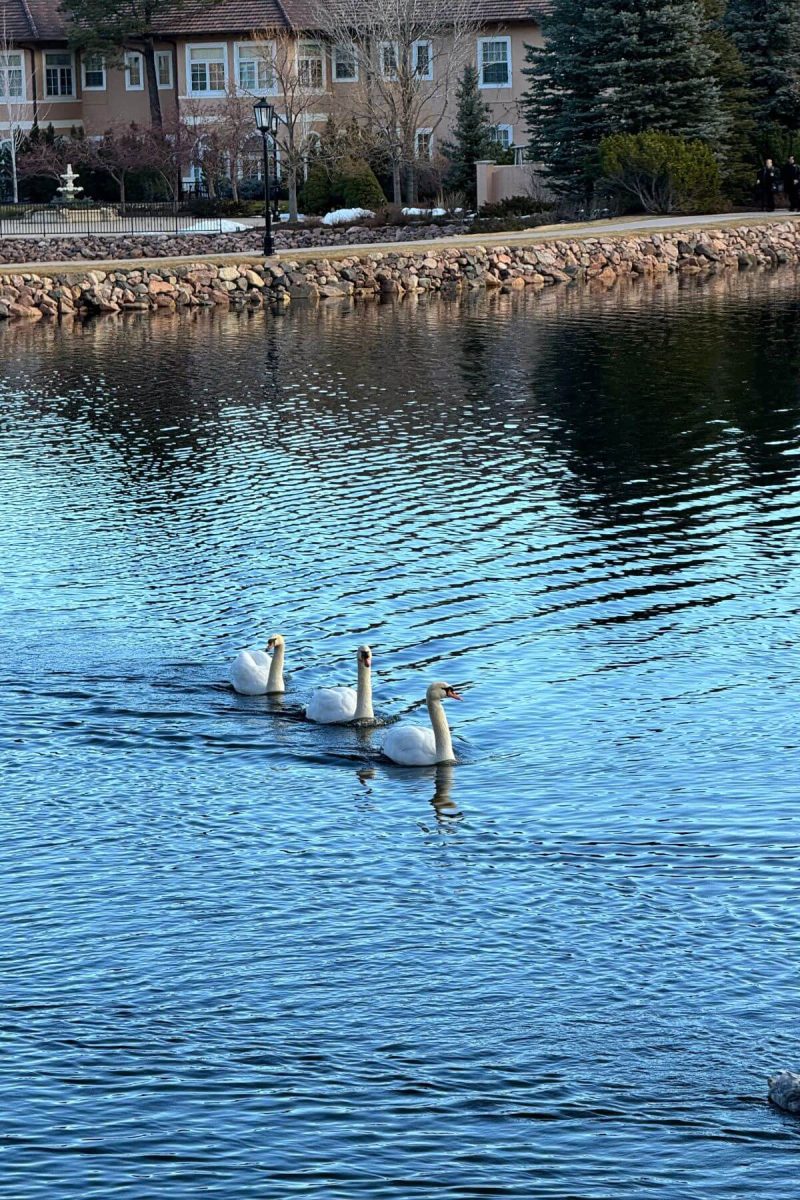 Three swans on a small lake.