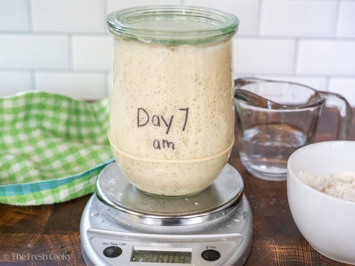 Sourdough starter in a glass jar with a rubber band around it on a kitchen scale with words "day 7".