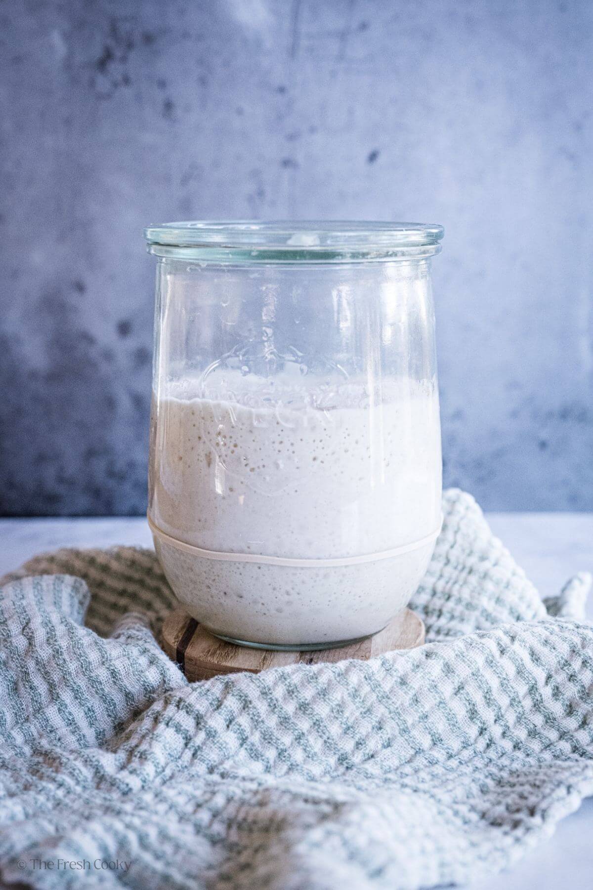 Side view of sourdough starter in a glass jar by a kitchen towel.