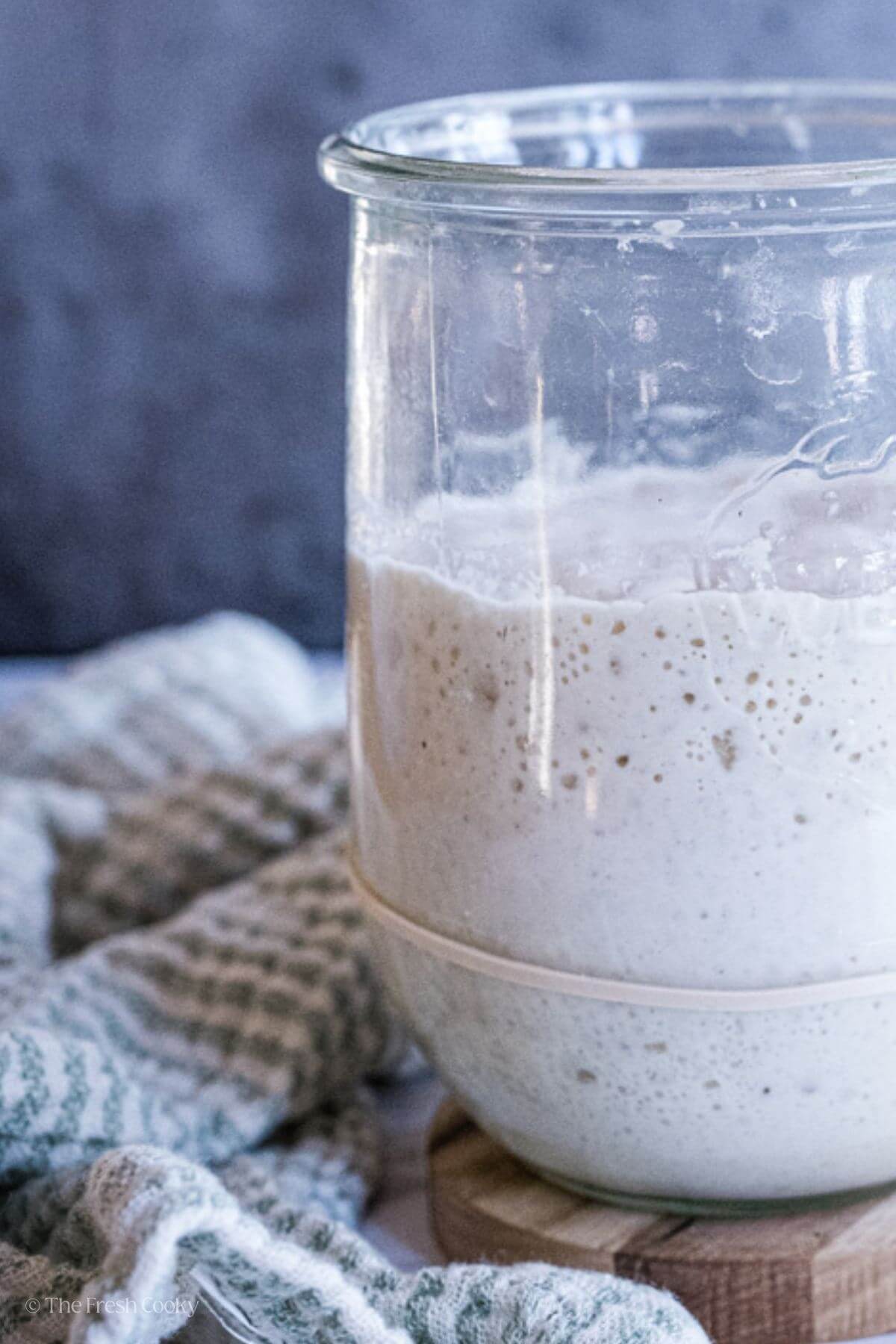 Sourdough starter in a jar on a wooden coaster with a rubber band around it to show growth.