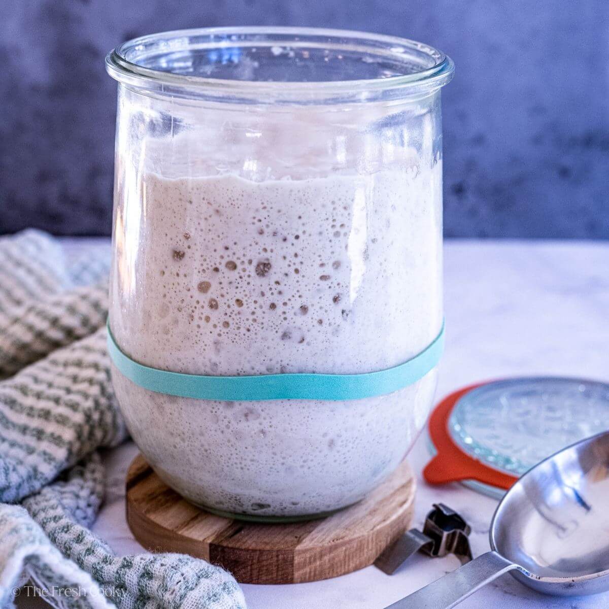 Sourdough starter growing in a glass jar with a rubber band around it to show growth.